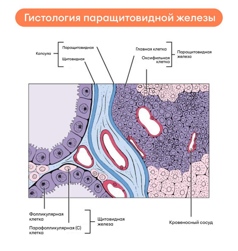 Что такое гистология