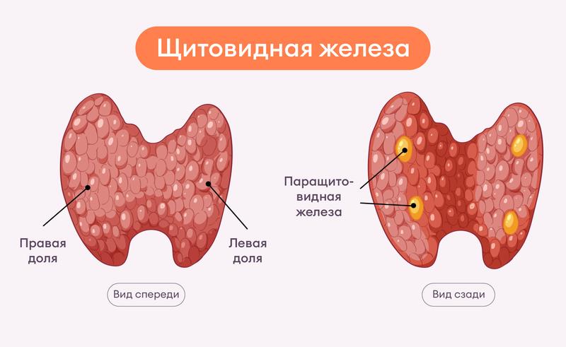 Что показывает узи щитовидки