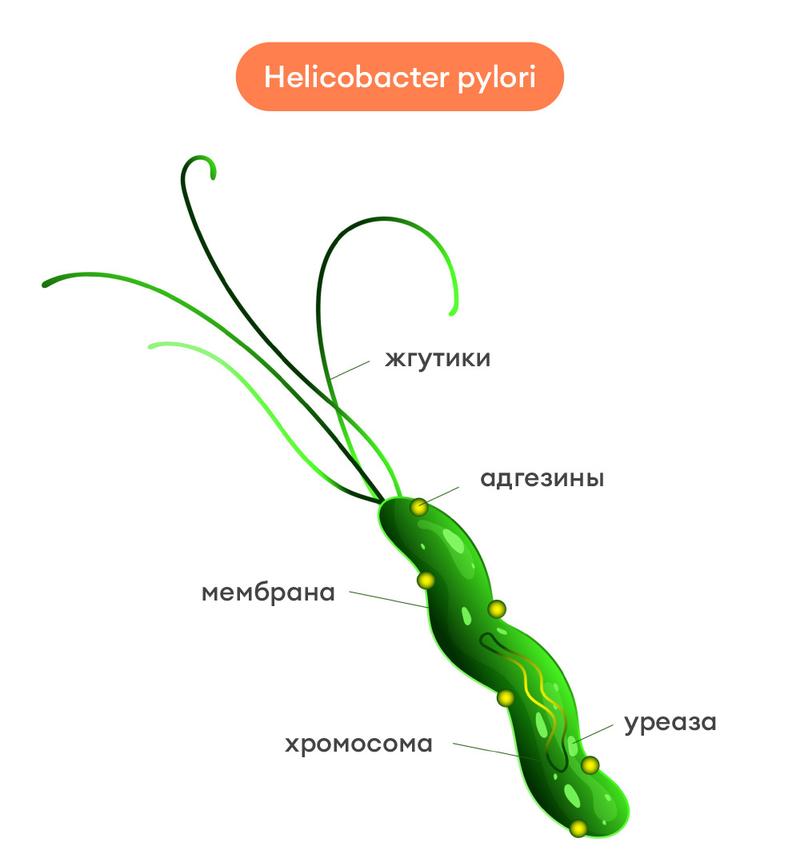 Хеликобактер пилори